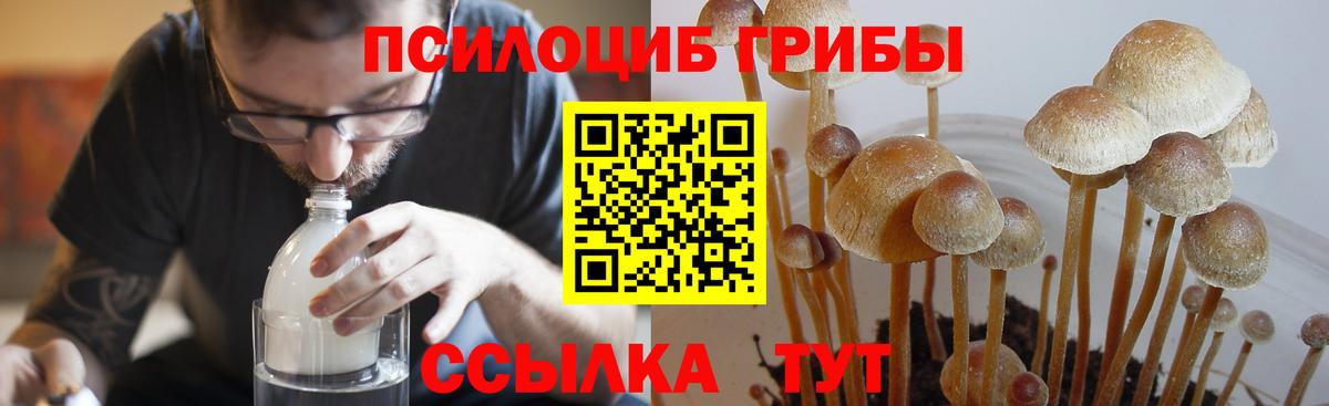 Псилоцибиновые грибы мицелий Старая Купавна